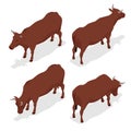 Isometric dairy cattle set. Cows collection. Isolated on white background.