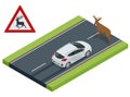 Isometric deer crosses the road in front of the car, danger of collision, wild animals on the road, accident, danger