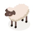 Isometric farm sheep concept Royalty Free Stock Photo