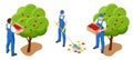 Isometric gardeners, farmers and workers caring for the garden, growing agricultural products. Ripe Apples in Orchard
