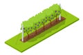 Isometric grape harvest, farmers harvesting grapes. Vineyard In Fall Harvest With Ripe Grapes. Oganic food and fine wine