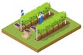 Isometric grape harvest, farmers harvesting grapes. Vineyard In Fall Harvest With Ripe Grapes. Oganic food and fine wine