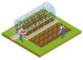 Isometric Greenhouse isolated on white. Growing seedlings in glasshouse. Plants crop in greenhouse