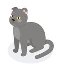 Isometric grey cat