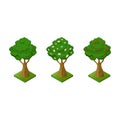 Isometric growth apple tree, nature plant. isolated vector illustration Tree Set of illustrations with phases plant