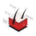 Isometric Hair Infographic Composition