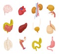 Isometric human organs. Brain heart kidney bladder intestine liver lungs stomach internal organ anatomy vector 3d set