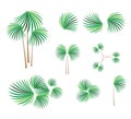 Isometric of Lady Palm Tree on White Background Royalty Free Stock Photo