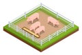 Isometric pink growing piglets grazing on rural pig farm. Pig farm. Farm Animals collection isolated on white.