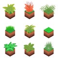 Isometric Plant Tree Bush