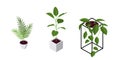 Isometric pot plants icons in flat style, vector