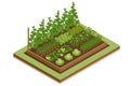 Isometric Vegetable garden. Vegetables in backyard formal garden. Vegetables growing in the garden. Eco friendly