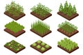 Isometric Vegetable garden. Vegetables in backyard formal garden. Vegetables growing in the garden. Eco friendly