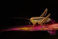 Isophya bush cricket