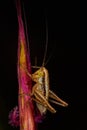 Isophya bush cricket
