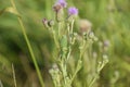 Isophya on the stems of the tubercle. Wingless grasshopper Isoph