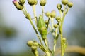 Isophya on the stems of the tubercle. Wingless grasshopper Isoph