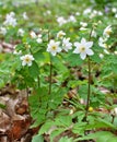 Isopyrum thalictroides blooms in the wild in the forest Royalty Free Stock Photo