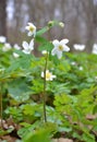 Isopyrum thalictroides blooms in the wild in the forest Royalty Free Stock Photo