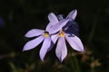 Isotoma axillaris `Astro Blue`, Laurentia