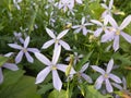 Isotoma Axillaris Flowers Blossoming in Garden.