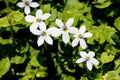 Isotoma fluviatilis, Blue Star Creeper Royalty Free Stock Photo