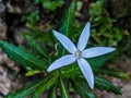Isotoma longiflora is a medicinal plant in the form of erect herbs that reach a height of 60 cm. White star-shaped flower