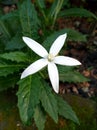 Isotoma longiflora Royalty Free Stock Photo