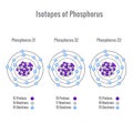 Isotopes of Phosphorus atom vector illustration