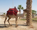 Israel. Camel the dromedary with a body cloth for driving of tourists