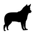 Israel Canaan Dog Silhouette