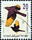 ISRAEL - CIRCA 1992: A stamp printed in Israel from the `Songbirds` issue shows Tristram`s grackle, circa 1992.