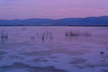 Israel. Dead sea. . Crystals of salt Royalty Free Stock Photo