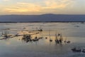 Israel. Dead sea. . Crystals of salt Royalty Free Stock Photo