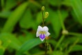 Israel grass flower is one of the herbal plants