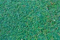 Israel. Grass. Portulaceae Sesuvium Sesuvium portulacastrum Royalty Free Stock Photo