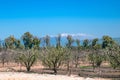 Israel, Hula Valley, view of Mount Hermon. Royalty Free Stock Photo