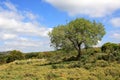 Israel landscape Royalty Free Stock Photo