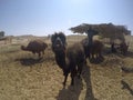 Israel, Mitzpe Ramon, LLama and Alpaca natural park