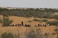 Israel, Negev desert, Bedouin shepherd and his herd of sheep Royalty Free Stock Photo