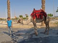 ISRAEL. Boy holds a camel dromader with a backpack for tourists on a leash Royalty Free Stock Photo