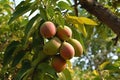 Israel Vegetation mediterrane Baum am mangos Reife Royalty Free Stock Photo