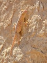 A? Israeli desert gecko - the art of camouflage