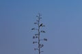 Israeli desert winter flower blossom