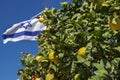 Israeli flag on blue sky background and lemons tree