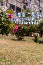 Israeli flags in garden in Jerusalem