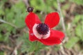 Israeli flowers in the spring