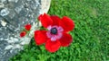 Israeli flowers in the spring