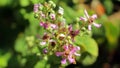 Israeli flowers in the spring