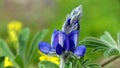 Israeli flowers in the spring